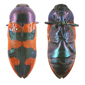 Castiarina kirbyi, DAY49, female, from Hakea mitchellii, KI, 14.8 × 5.6 mm